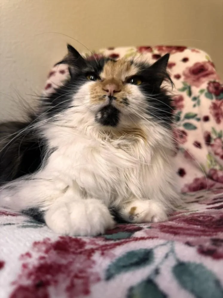 An adult small-sized female Domestic Short Hair cat named Raspberry for adoption in Las Vegas, NV