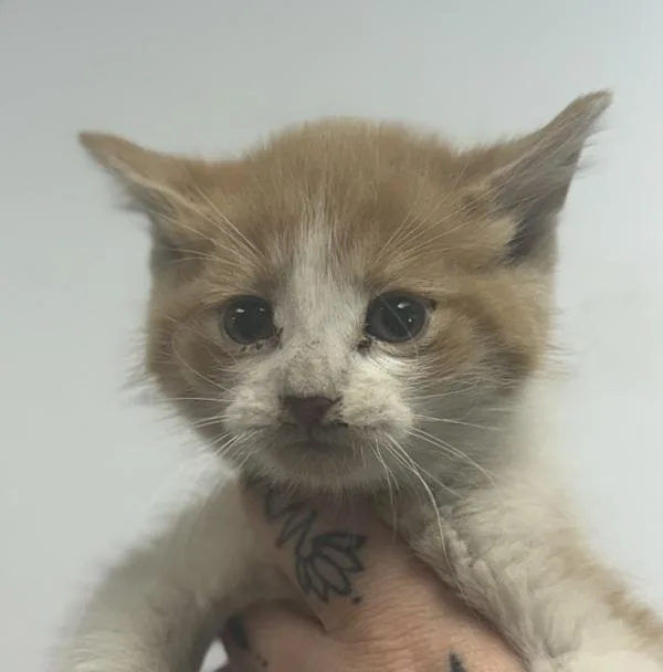 A baby small-sized male Domestic Short Hair cat named Phlox for adoption in Salisbury, MD