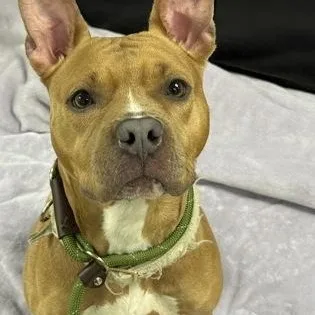 An adult medium-sized female Pit Bull Terrier dog named Cataleya for adoption in Worcester, MA