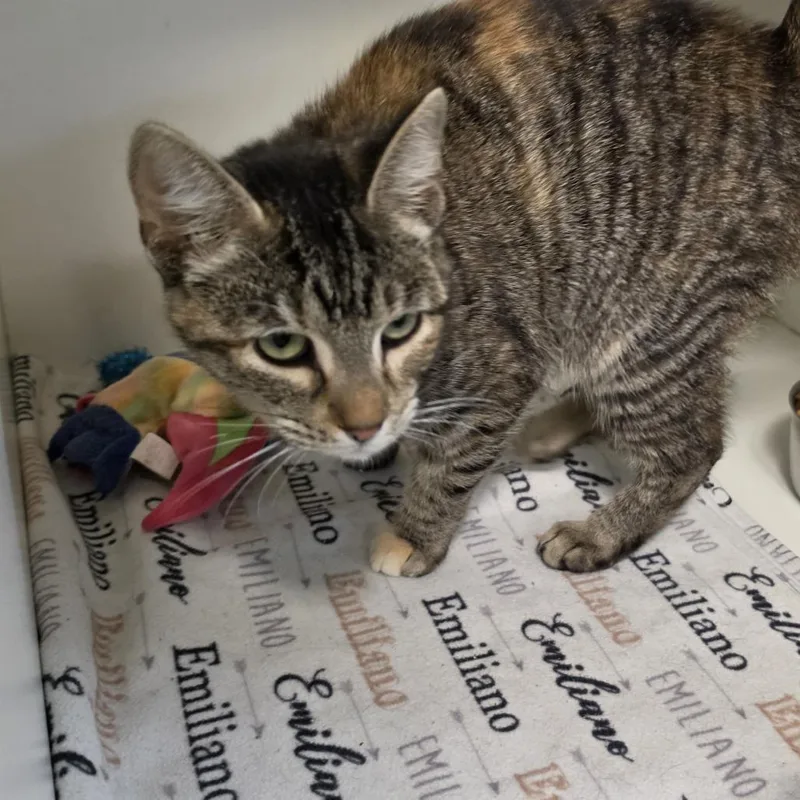 A young small-sized female Brown / Chocolate Domestic Short Hair cat named Flutter for adoption in Troy, IL
