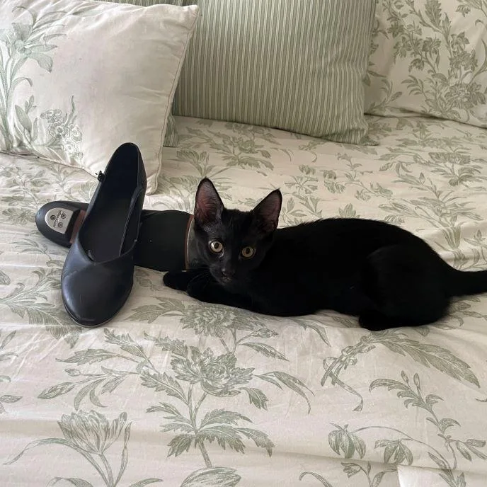 A baby medium-sized male Black Domestic Short Hair cat named Riff for adoption in Tulsa, OK