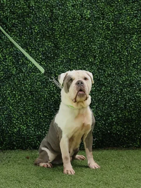 An adult medium-sized male English Bulldog dog named Finn for adoption in Naples, FL