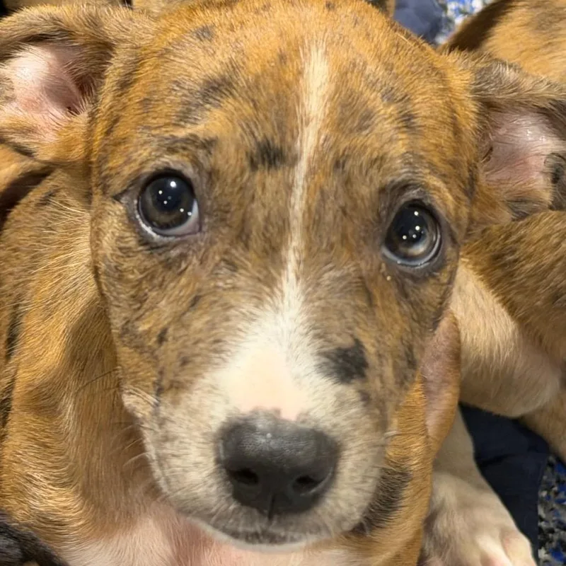 A baby medium-sized female Brown / Chocolate Australian Shepherd dog named Dory for adoption in Duck River, TN
