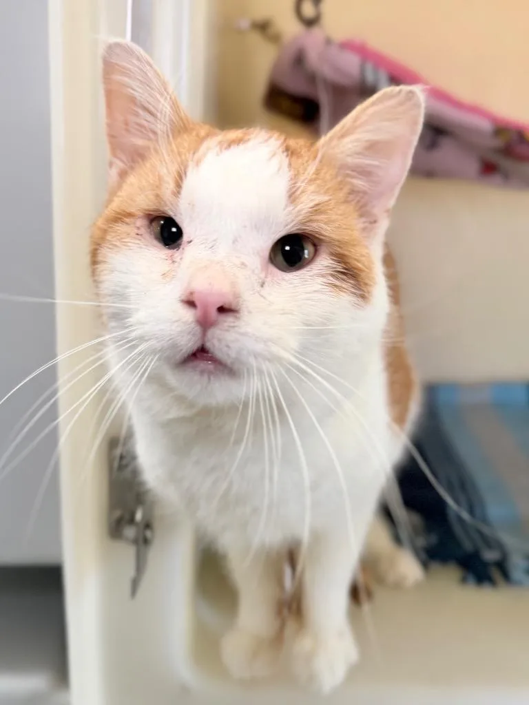 An adult medium-sized male Domestic Short Hair cat named Lengthy Larry for adoption in Menomonie, WI