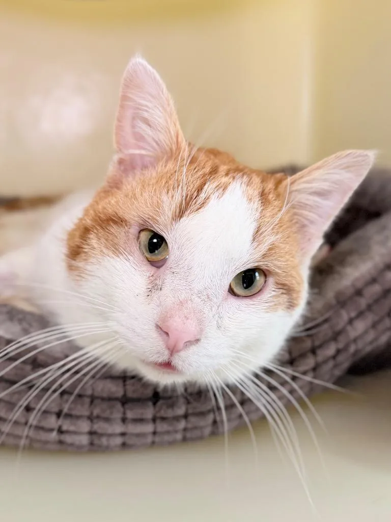 Lengthy Larry thumbnail 2