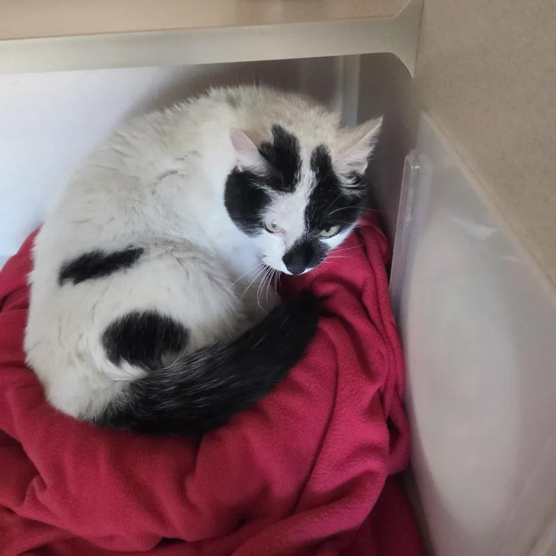 An adult medium-sized female White Domestic Short Hair cat named Squeak for adoption in Pagosa Springs, CO
