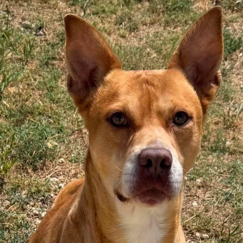A young medium-sized male Red / Chestnut / Orange Carolina Dog dog named Spencer for adoption in Wantagh, NY