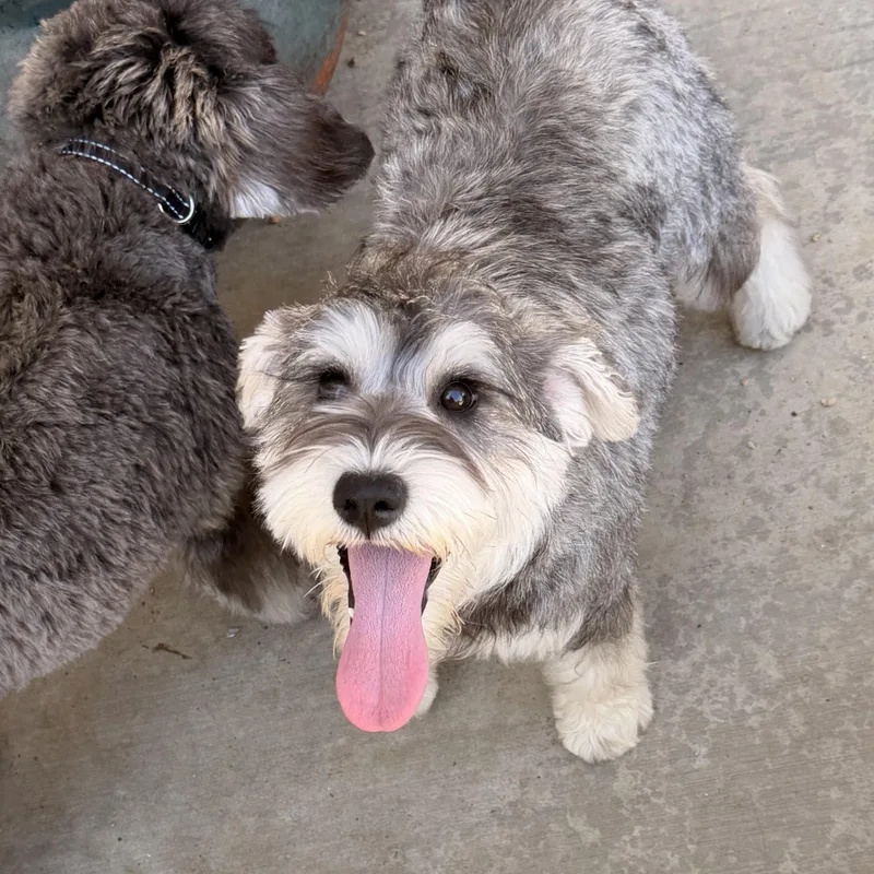 A young small-sized female Schnauzer dog named Smidge for adoption in Norco, CA