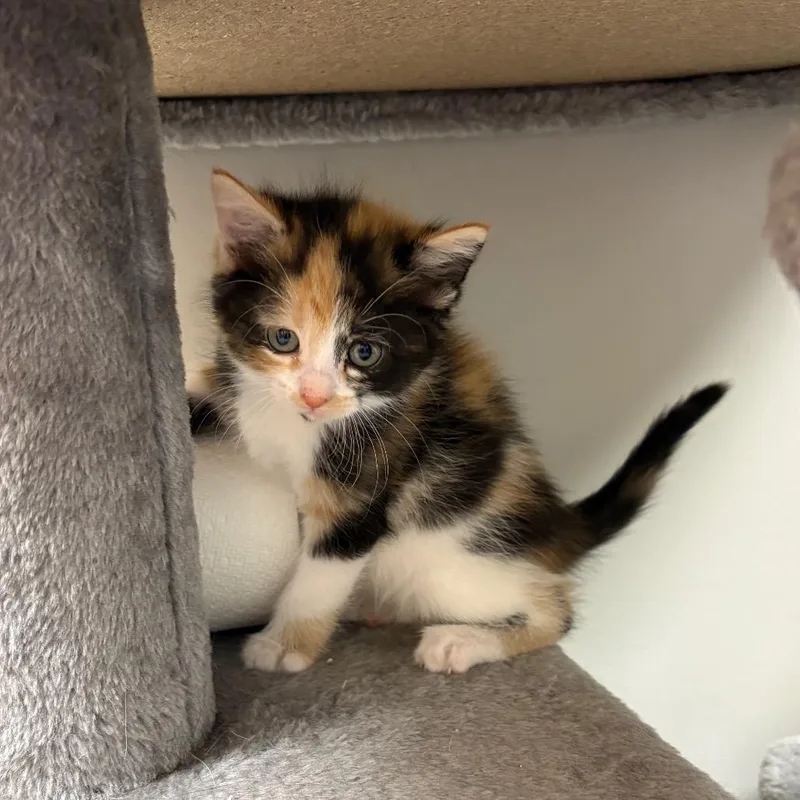 A baby small-sized female Calico Domestic Short Hair cat named Twirlyspot for adoption in St. Paul, MN