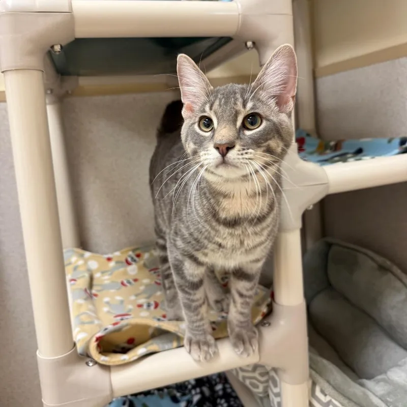 A young large-sized male Gray / Blue / Silver Domestic Short Hair cat named Tiger for adoption in Naperville, IL