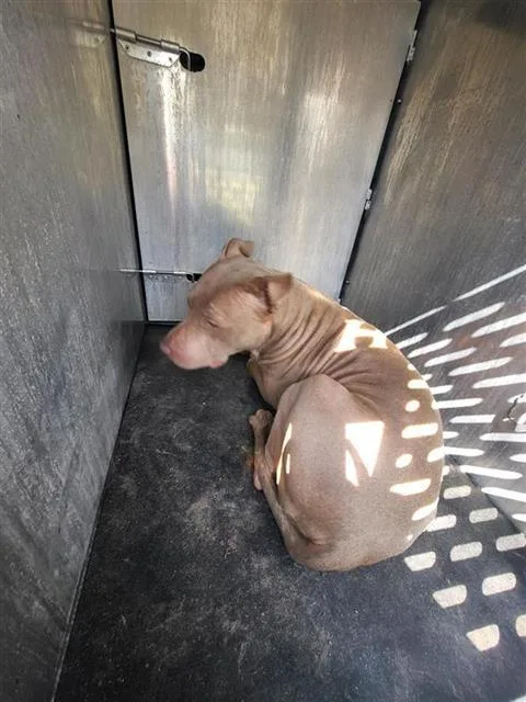 An adult large-sized female American Staffordshire Terrier dog named Dory for adoption in San Antonio, TX