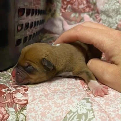 A baby small-sized male Mixed Breed dog named 5 for adoption in Gastonia, NC