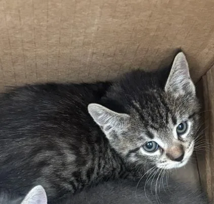 A baby medium-sized female Domestic Short Hair cat named Lake for adoption in Dallas, TX