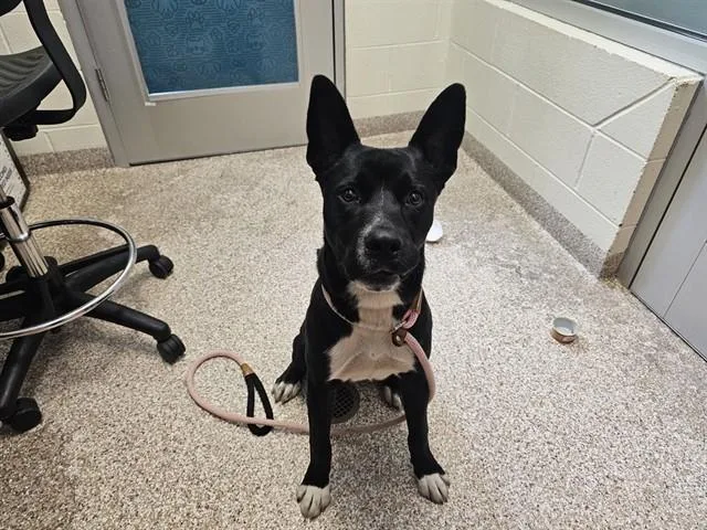 A young medium-sized male Border Collie dog named William for adoption in Pueblo, CO