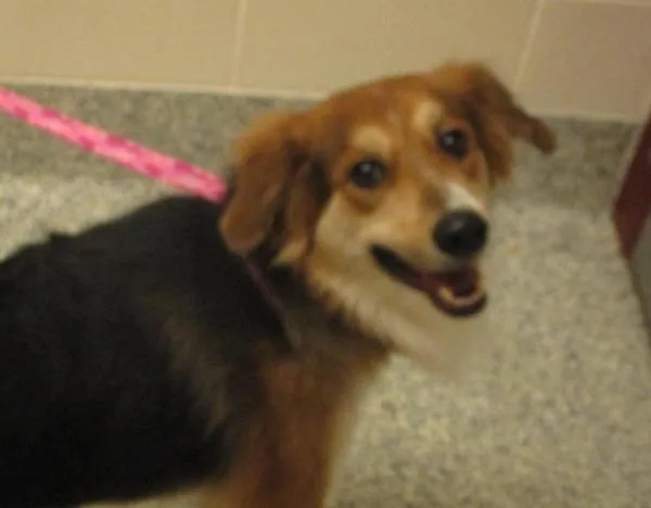 A senior medium-sized male Collie dog named Hank for adoption in Golden, CO