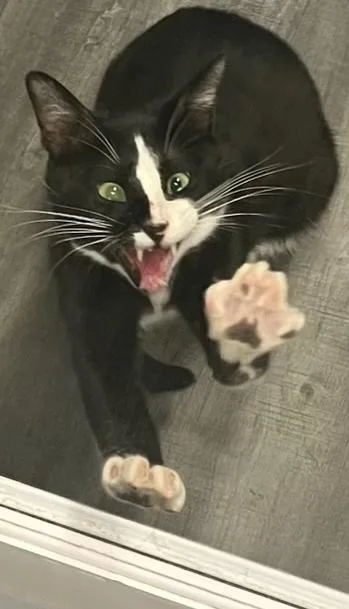 A baby medium-sized male Black & White / Tuxedo Domestic Short Hair cat named Eloy for adoption in Hudson, NH