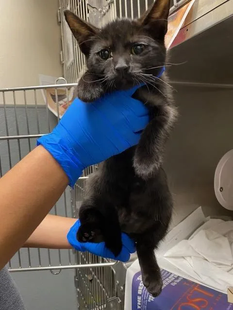 A baby small-sized male Domestic Short Hair cat named Blue for adoption in Las Vegas, NV