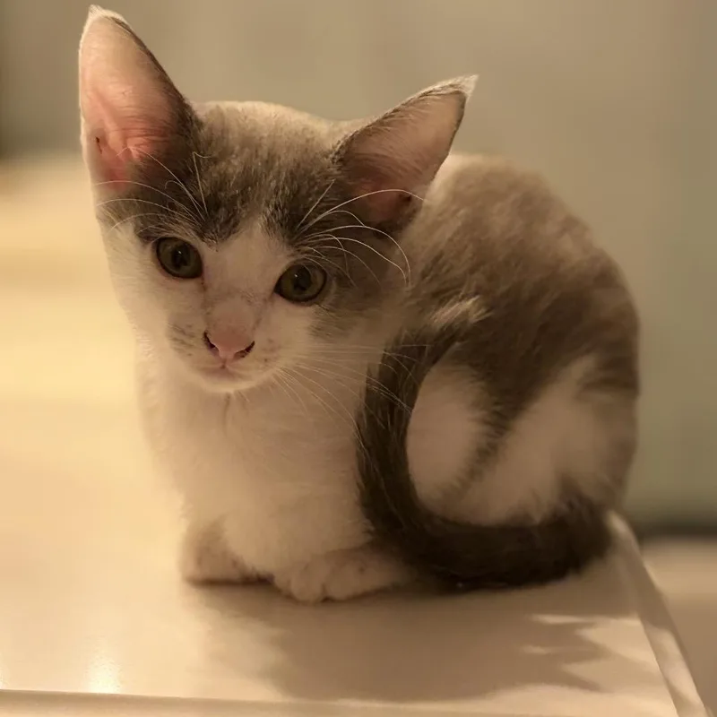 A baby small-sized female Gray / Blue / Silver Domestic Short Hair cat named Peeka for adoption in Tustin, CA