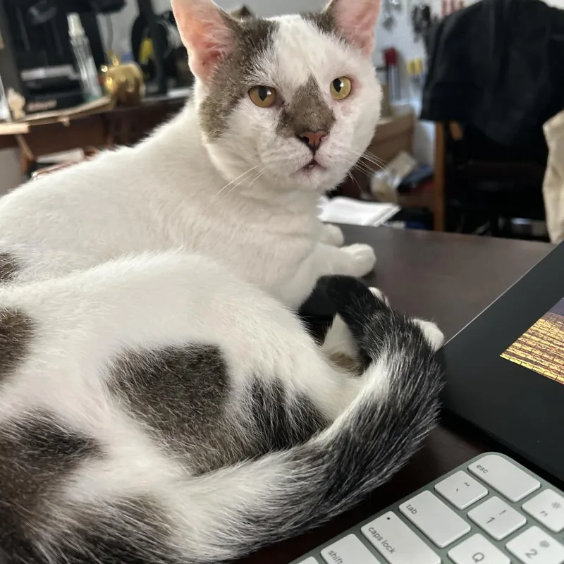 An adult large-sized male White Domestic Short Hair cat named Freddie Jr. for adoption in Middle Village, NY