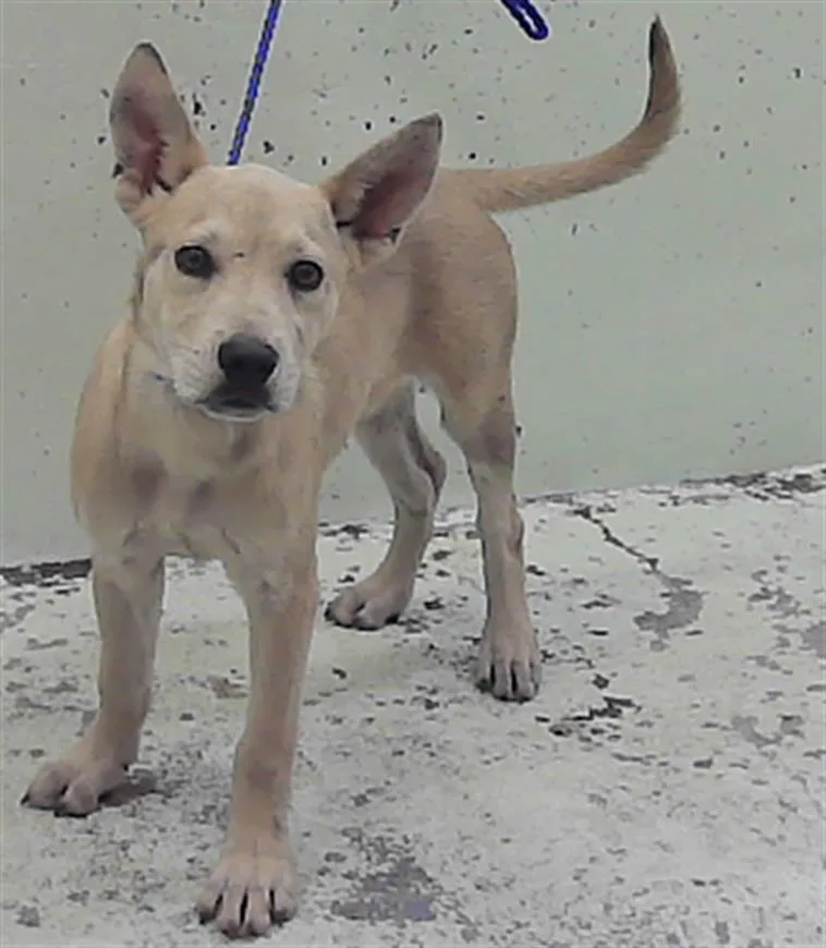 A baby small-sized female Husky dog named Gigi for adoption in Houston, TX