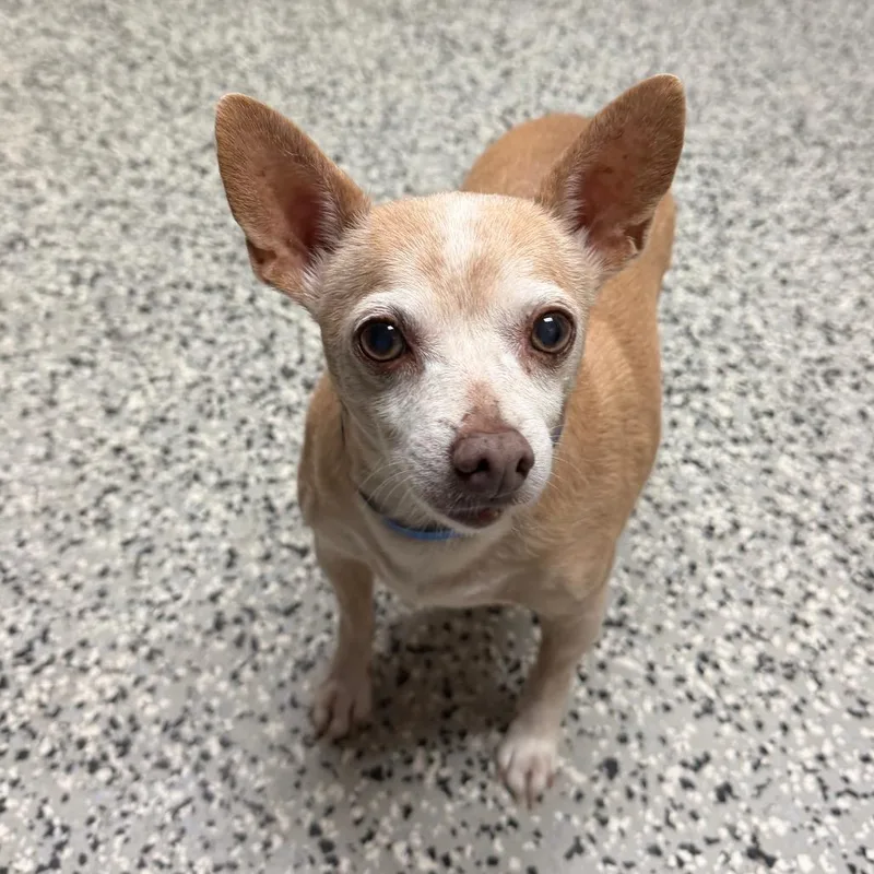 A senior small-sized male Yellow / Tan / Blond / Fawn Chihuahua dog named Felix for adoption in Lakeland, FL