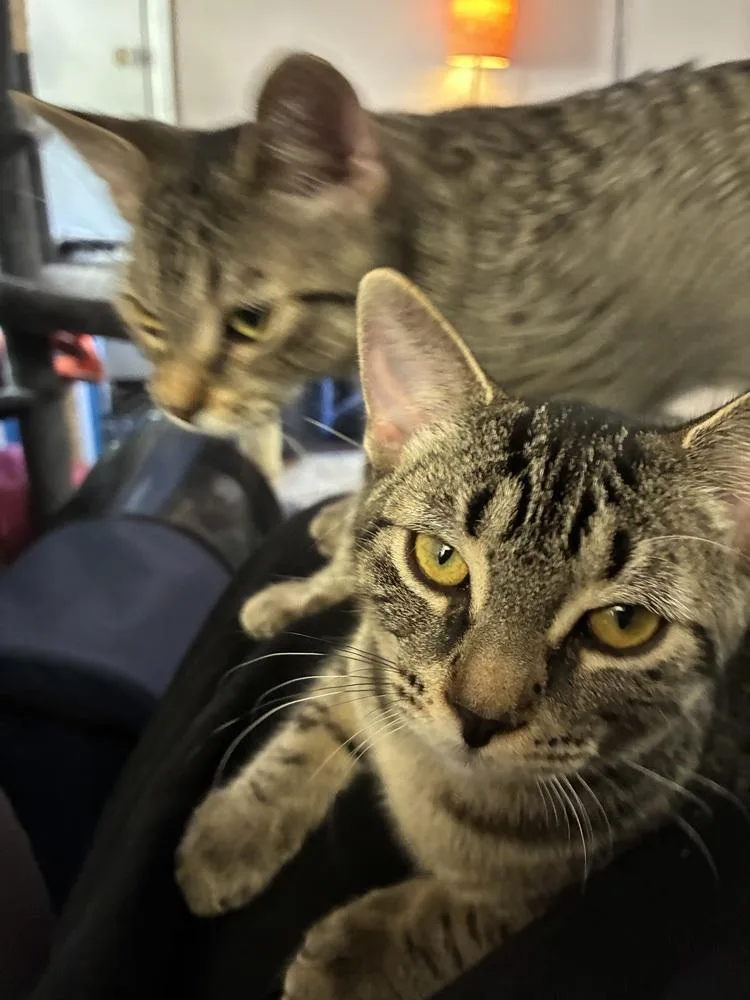 A baby medium-sized female Tabby (Brown / Chocolate) Domestic Short Hair cat named Luigi for adoption in Clinton Township, MI