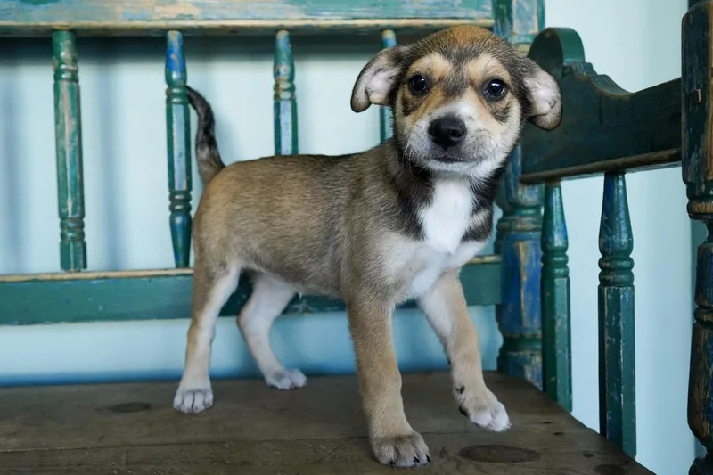 A baby medium-sized female Tricolor (Brown, Black, & White) Chihuahua dog named Dolores for adoption in San Antonio, TX