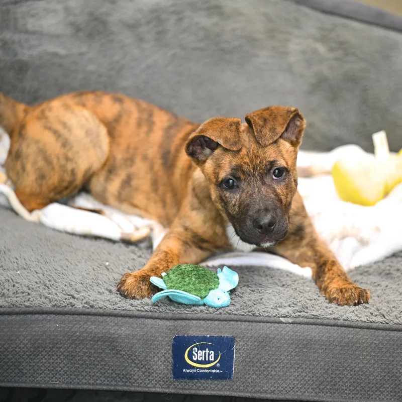 A baby medium-sized female Brindle Mountain Cur dog named Rain for adoption in Hot Springs, AR