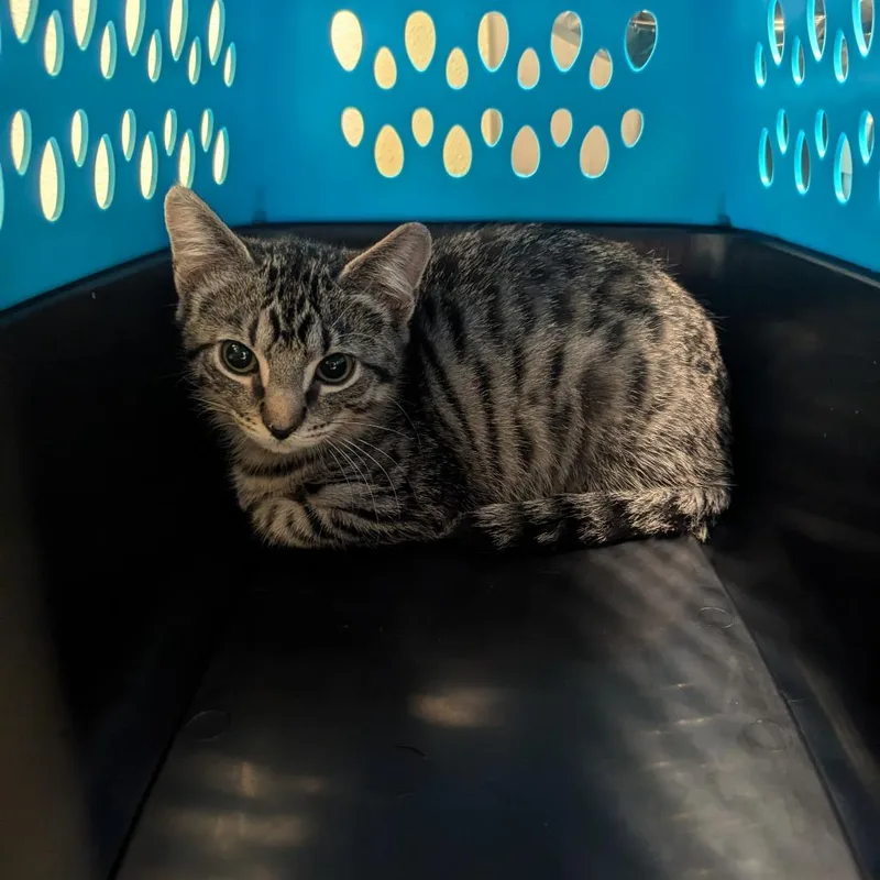 A baby small-sized female Domestic Short Hair cat named Cayenne for adoption in Charlottesville, VA