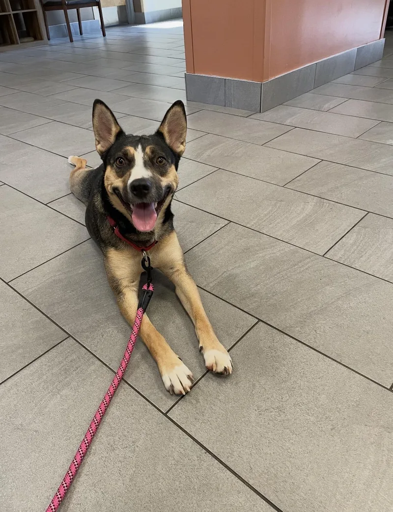 A young small-sized female Tricolor (Brown, Black, & White) Australian Cattle Dog / Blue Heeler dog named Sunday for adoption in Lincoln University, PA