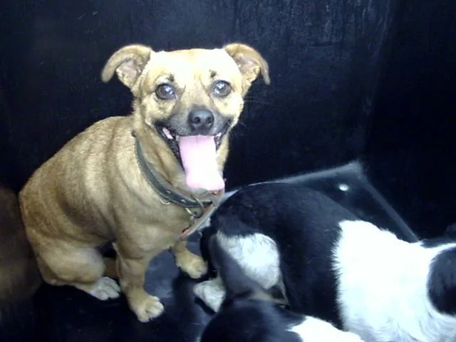 An adult small-sized male Chihuahua dog named Rt for adoption in Dallas, TX