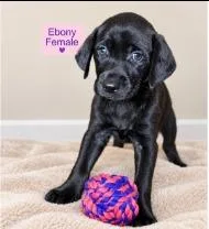 Ebony thumbnail 4