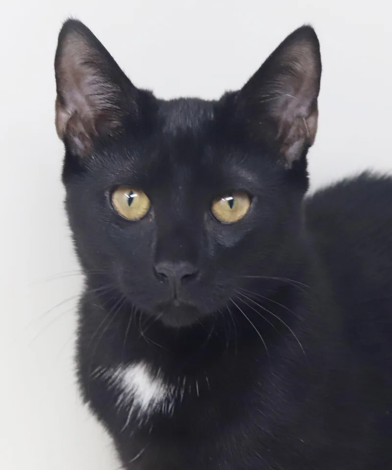 A baby small-sized female Bombay cat named Felicia is fun and for adoption in Bedford Hills, NY