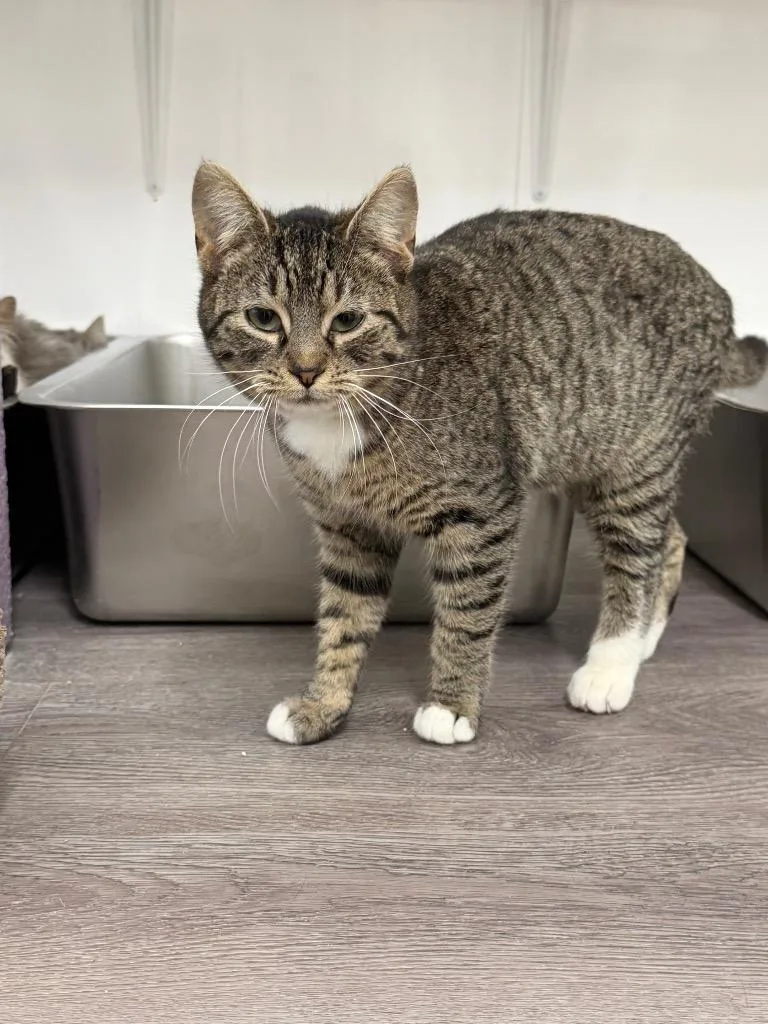 An adult large-sized female Domestic Short Hair cat named Lucky for adoption in Glenfield, NY