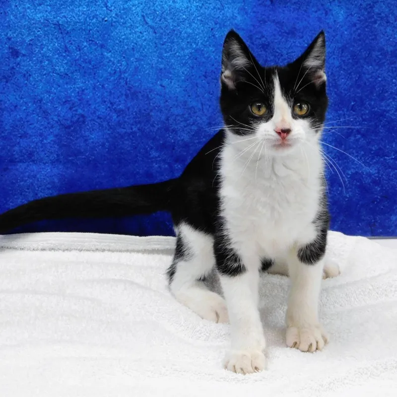 A baby small-sized male Black Domestic Short Hair cat named Aaron for adoption in Canton, IL