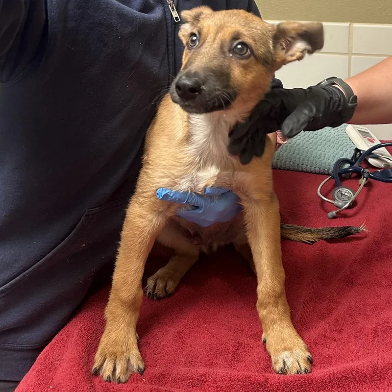 A baby small-sized male Brown / Chocolate Shepherd dog named Lord Farquaad for adoption in Ojai, CA