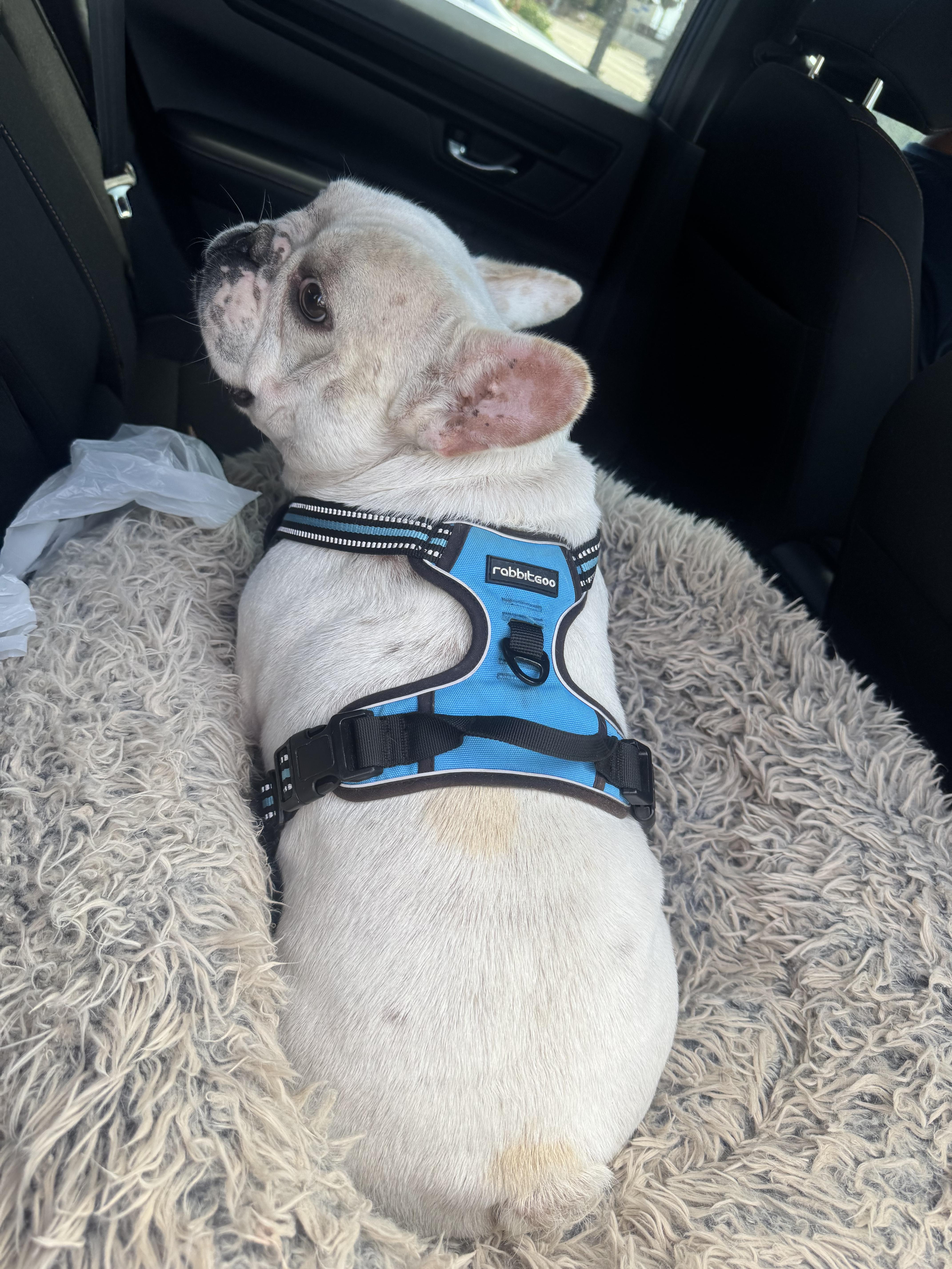 An adult small-sized male White / Cream French Bulldog dog named Bruno for adoption in Los Angeles, CA