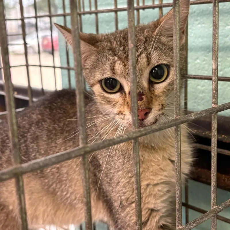 A young medium-sized female Gray / Blue / Silver Domestic Medium Hair cat named Gardenia for adoption in Gadsden, AL