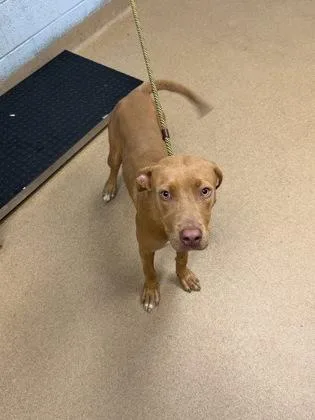 A young medium-sized female Mixed Breed dog named Topple for adoption in Chamblee, GA