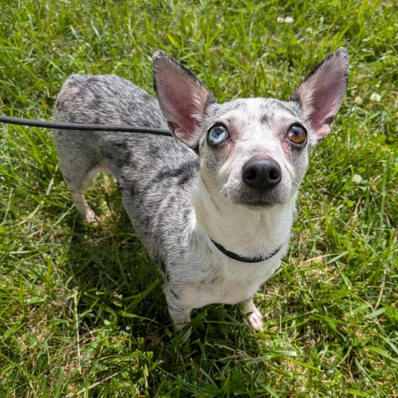 An adult small-sized female Merle (Blue) Chihuahua dog named Sienna for adoption in Spring hill, TN