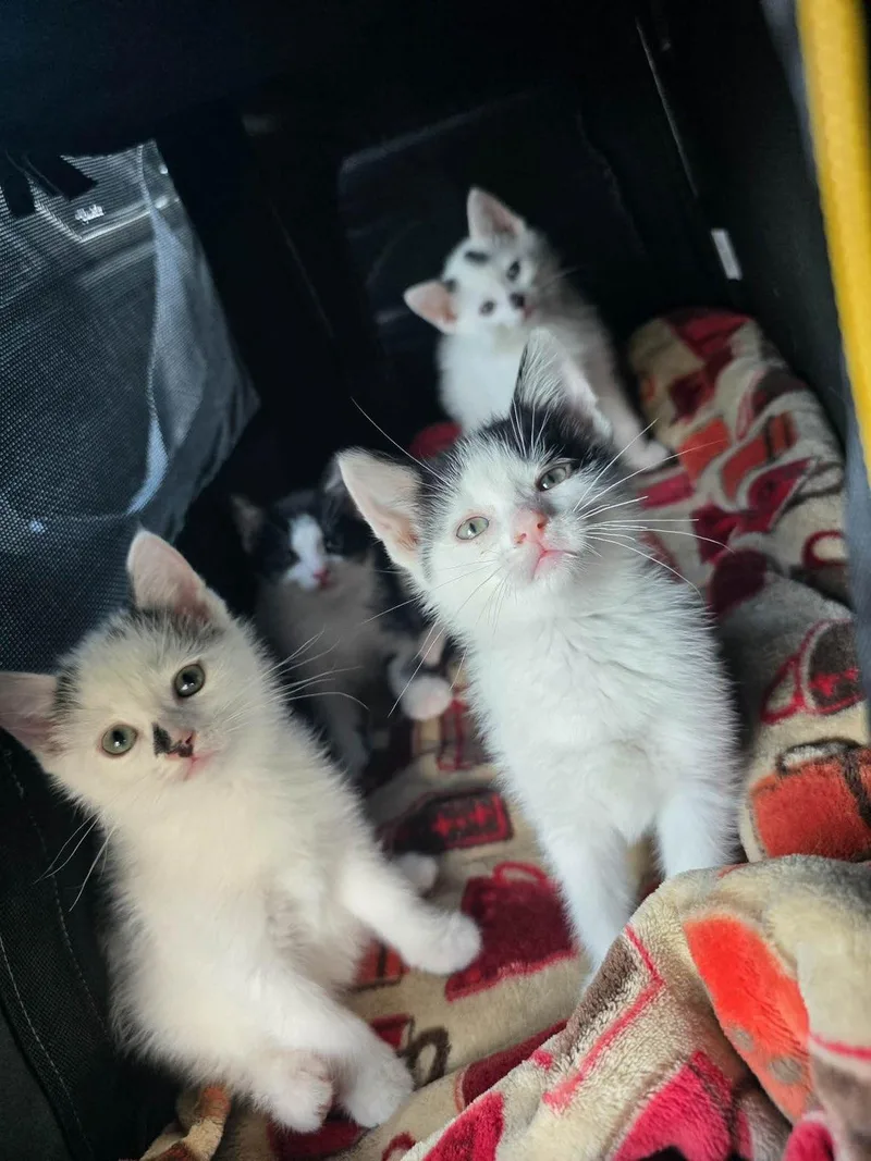 A baby small-sized female Black & White / Tuxedo Domestic Short Hair cat named Huckleberry for adoption in Pardeeville, WI