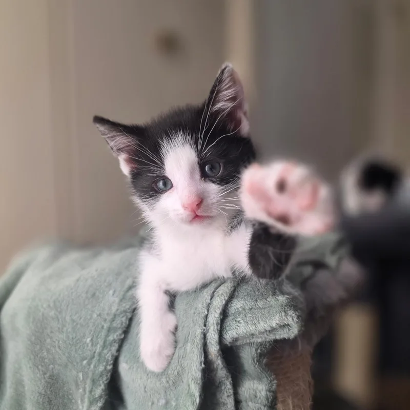 Huckleberry thumbnail 2