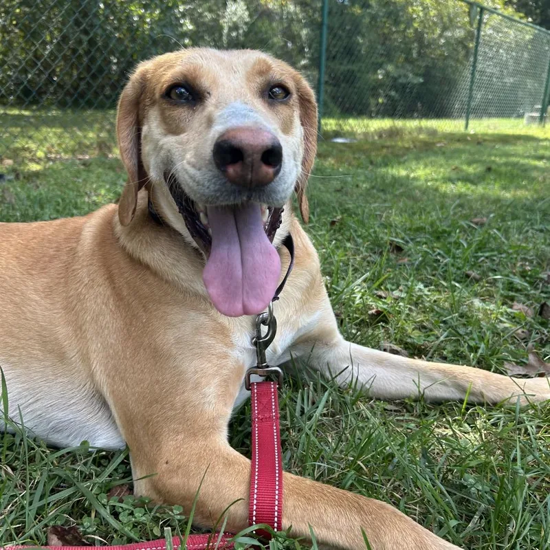 An adult large-sized male Golden Hound dog named Rizzo for adoption in Mebane, NC