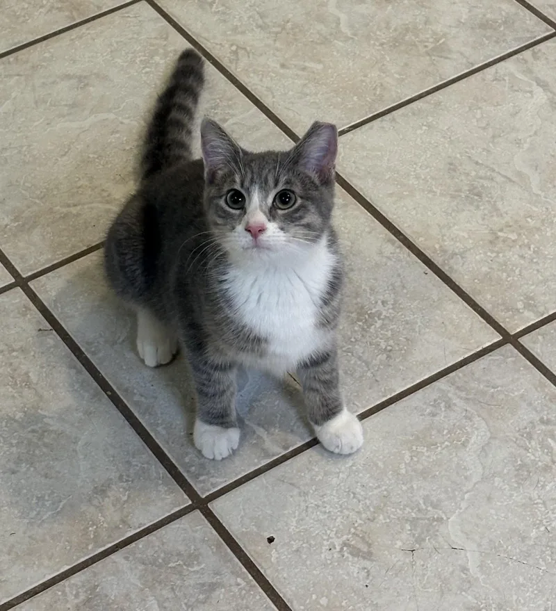 A young medium-sized male Gray & White Tabby cat named Shilling for adoption in Columbia, SC