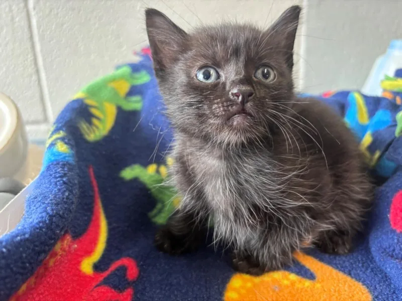 A baby small-sized male Domestic Short Hair cat named Cole for adoption in Houston, TX