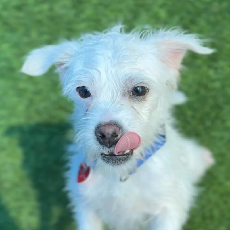 An adult small-sized male White / Cream Miniature Poodle dog named Trix A for adoption in Mission Hills, CA