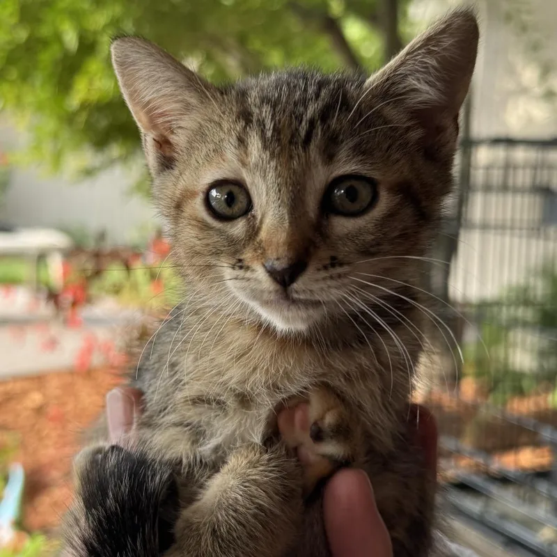 A baby small-sized female Torbie Domestic Short Hair cat named Pepper for adoption in Orangevale, CA
