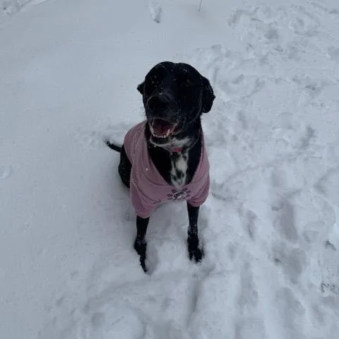 Monica Meadow thumbnail 2