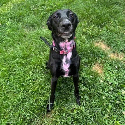 Monica Meadow thumbnail 3