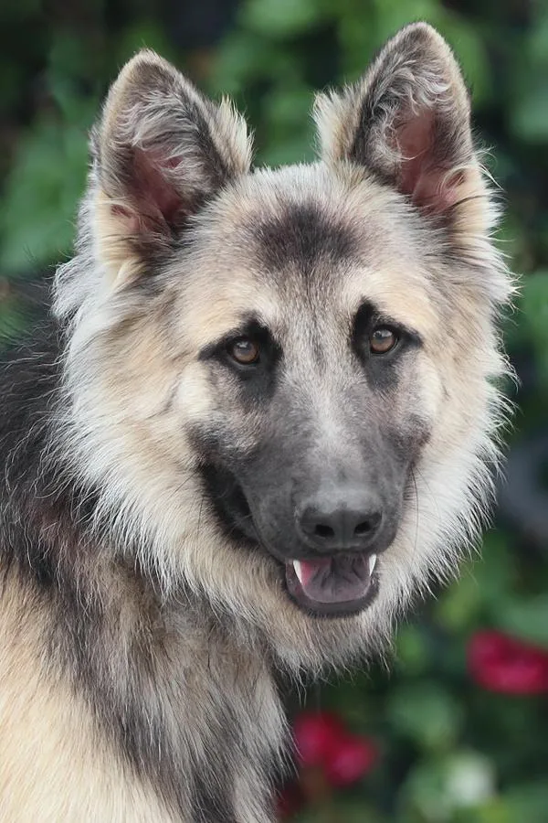 A young large-sized male Black German Shepherd Dog dog named Balto von Boppard for adoption in Los Angeles, CA